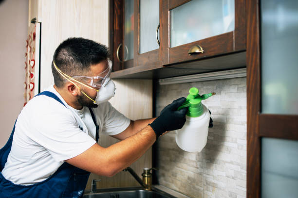 Insect Control in Springdale, AR