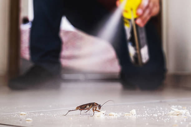 Best Best Pest Control Companies  in Springdale, AR