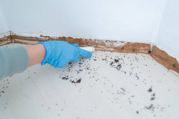 Best Ant Control Services  in Springdale, AR